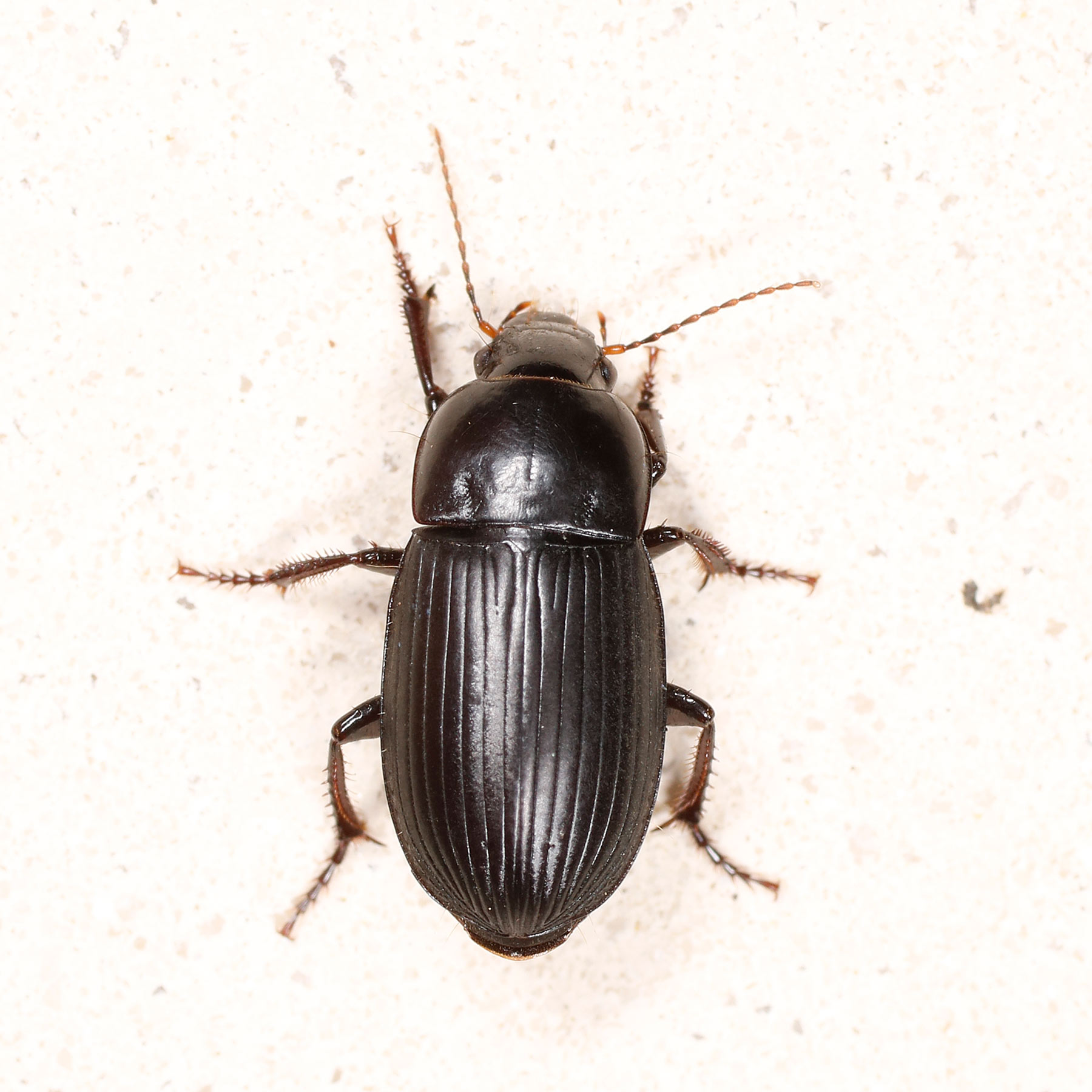 Carabidae: Harpalus da identificare